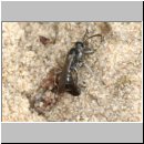 Pompilus cinereus - Wegwespe w60d traegt Wolfsspinne ein - Sandgrube OS-Wallenhorst.jpg